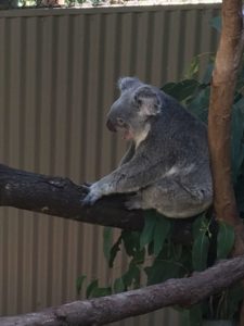 Working-in-Austrlia-School-Activities-ELICOS-class-in-Brisbane-visiting-Daisy-Hill-Koala-Park-1-768x1024
